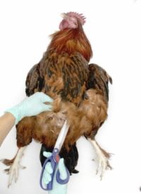 ���� - Necropsying un pollo: los órganos internos