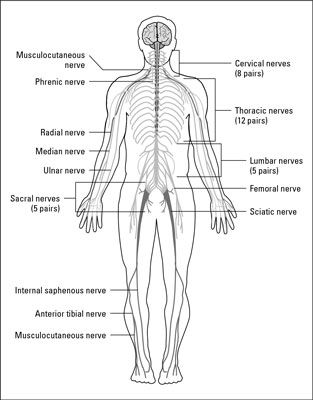 Sistema nervioso de los animales
