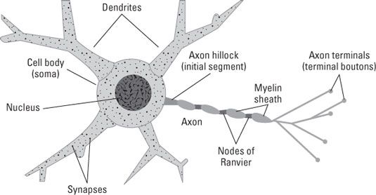 Las principales partes estructurales de una neurona.