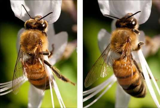 ���� - La calidad óptica de los objetivos macro