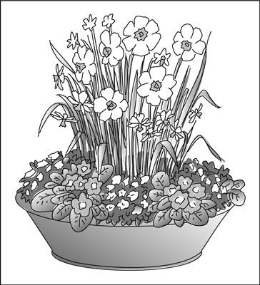 ���� - Plante un jardín del envase principios de la primavera