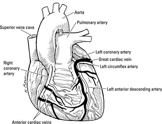 ���� - Bombeo de por vida: la anatomía del corazón y la función
