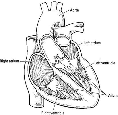 Bombeo para la vida: el corazón's anatomy and function
