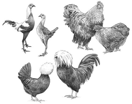 ���� - Mostrar razas de pollos