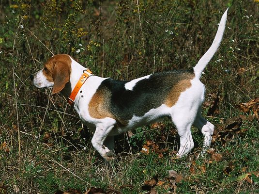 ���� - Espectáculos y competiciones para su beagle
