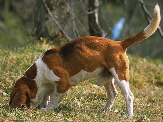 Beagles tienen uno de los mejores sentidos del olfato de cualquier raza de perro.