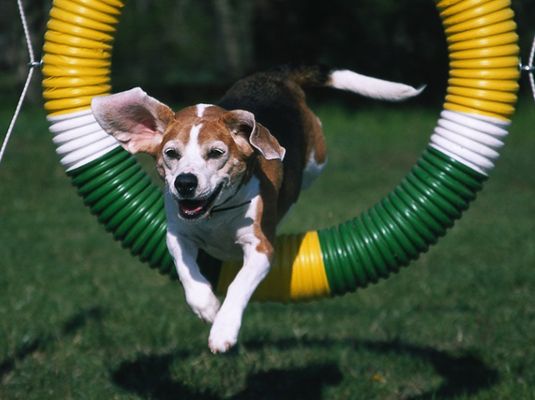 Capacitación para competir en pruebas de agilidad le da a su beagle un buen entrenamiento y permite que los dos de usted