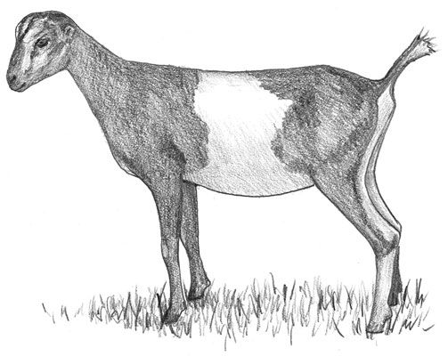 Una cabra LaMancha con orejas Gopher