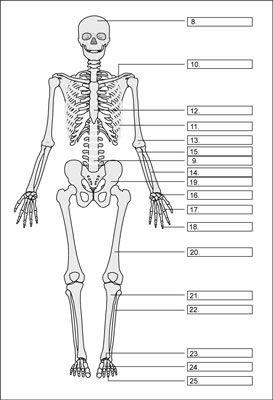 El apoyo de los esqueletos y huesos