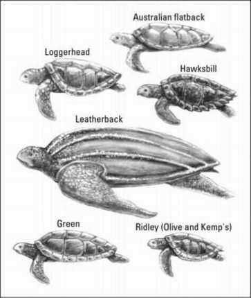 ���� - Nadar con las tortugas marinas mientras buceo