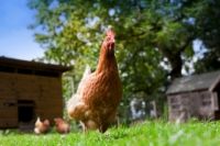 ���� - Diez errores comunes acerca de la salud de pollo y los tratamientos