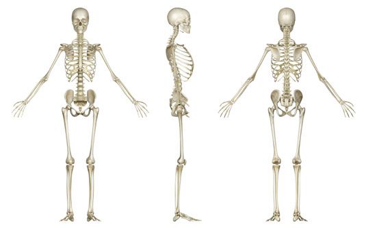 ���� - Las 5 funciones de los huesos del dem