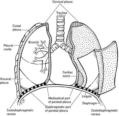 ���� - La anatomía de los pulmones humanos