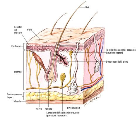 ���� - La anatomía de la piel