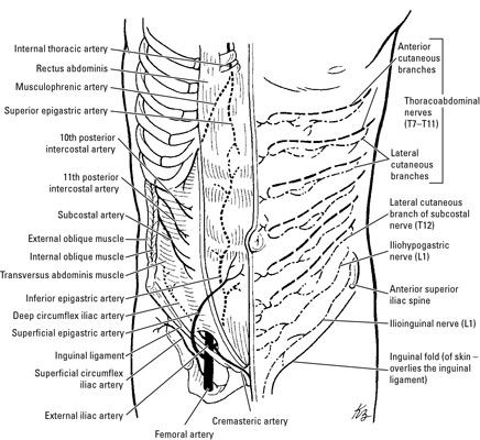 ���� - La anatomía de la pared abdominal