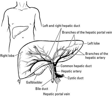 ���� - La anatomía de la vesícula biliar y el páncreas