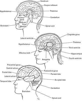 ���� - La anatomía del cerebro humano