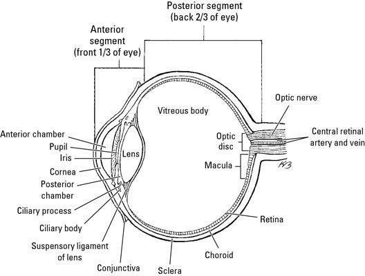 ���� - La anatomía del ojo humano