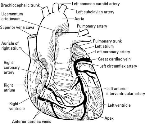 ���� - La anatomía del corazón humano