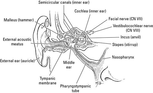 ���� - La anatomía del oído medio