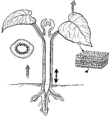 ���� - Las estructuras básicas de una planta viva