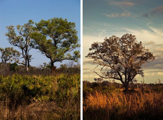 ���� - El mejor momento del día para las fotografías de la naturaleza