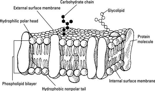 La membrana celular: difusión, ósmosis, y el transporte activo