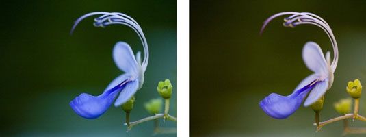 ���� - El color de sombra abierta en las fotografías de primer plano