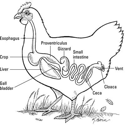 ���� - El sistema digestivo de un pollo