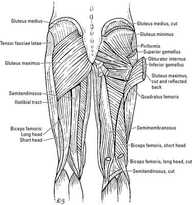 ���� - Los músculos de los glúteos
