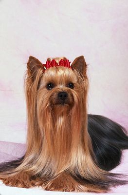 Mucha gente puede't imagine a Yorkie without its bows.